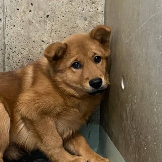 怖がりさん 子犬のリリィちゃん