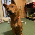 美濃柴犬