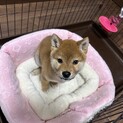 【一時停止】やんちゃな3ヶ月の男の子♡ビッツ