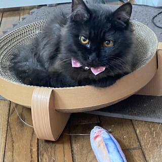 子猫クロモフ姉妹