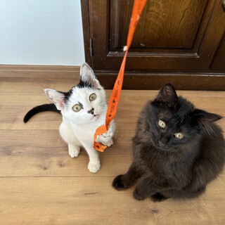 ふわふわの長毛黒猫と白黒兄妹