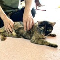 個性的なサビ猫サバ美ちゃん
