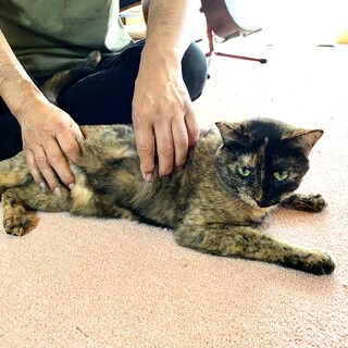 個性的なサビ猫サバ美ちゃん