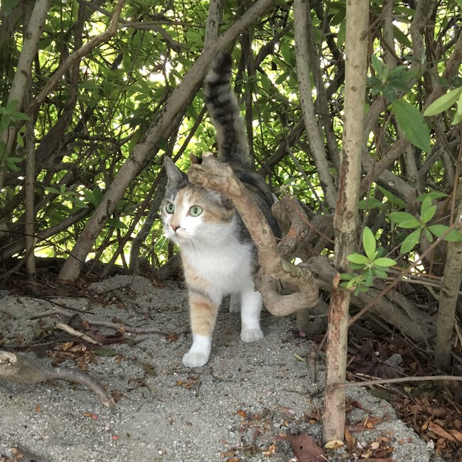 『青空猫』 福岡県地域猫サポーターのカバー写真