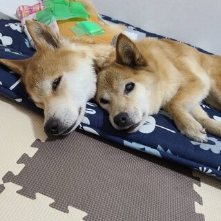 老犬17歳