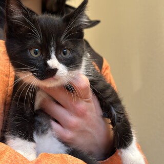 応募者多数のため一旦停止いたします。