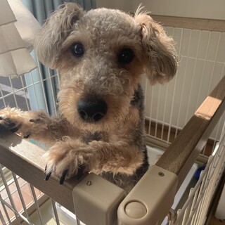 【トライアル中】MIX犬 テリアとプードル