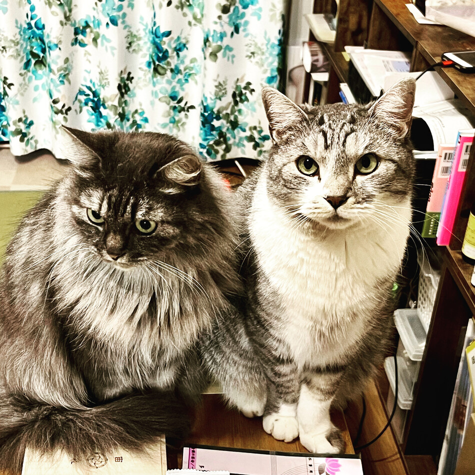 風太のカバー写真