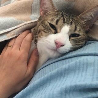 べったり甘えん坊なイケメン猫