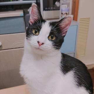 お鼻の模様が可愛いアロちゃん