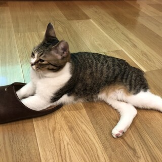 シンガプーラ風　おっとり女子