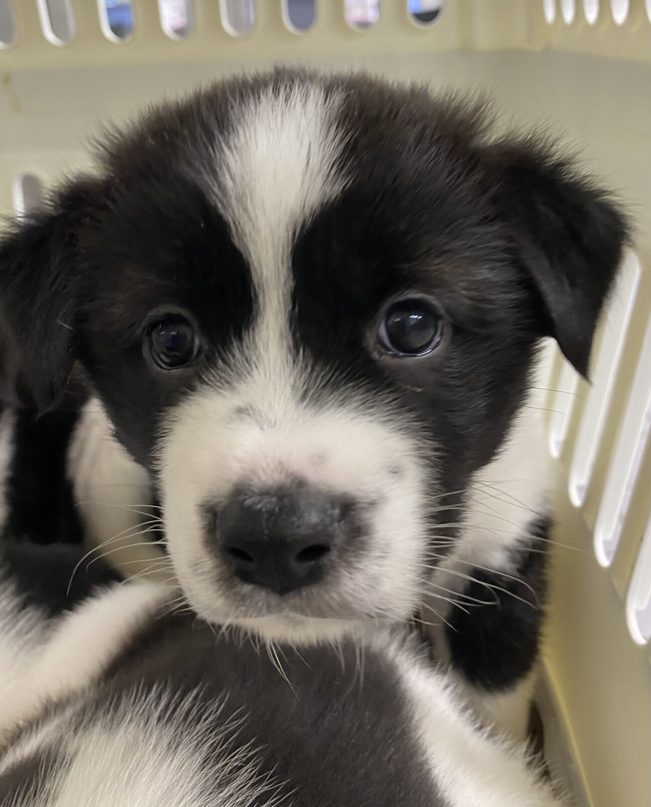 2／5 品川譲渡会参加　募集停止 サムネイル1