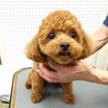 1歳のトイプードルの女の子❤ サムネイル3
