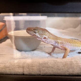 レオパードゲッコー 里親募集
