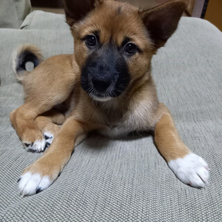 【仔犬】もずくくん