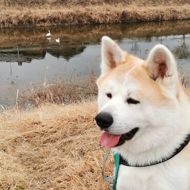 頭に真っ直ぐ白の線が入ってます