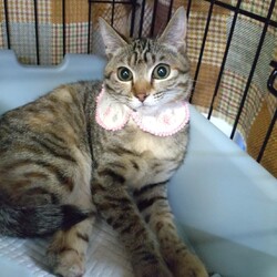 わんにゃん譲渡会