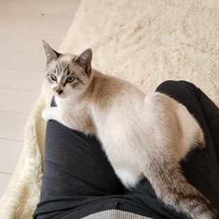 人馴れ抜群  シャムミックスの子