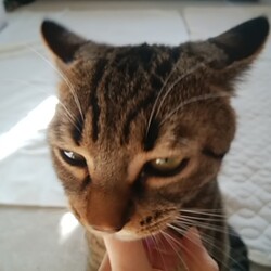 「トラビス保護日記24」サムネイル2