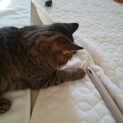 「トラビス保護日記24」サムネイル3