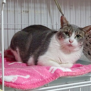 綺麗な毛色と大きな目が魅力☆美猫な女の子