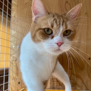 甘えんぼすこちゃんハナ