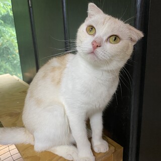 小柄で丸顔なおんなのこシュシュ