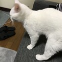 ⭐️生後5ヶ月⭐️白ネコちゃんです❗️（男の子）