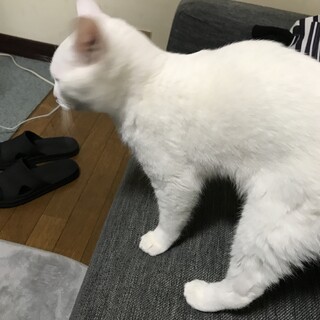 ⭐️生後5ヶ月⭐️白ネコちゃんです❗️（男の子）