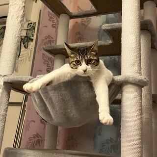 ビビりちゃんキジシロ女の子♡ミルコ