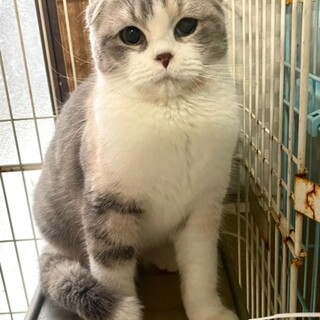 C23-W1179　可愛すぎのスコ仔猫♪