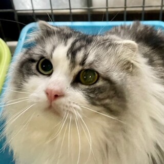 C23-M1182　スコ長毛で豪華♪