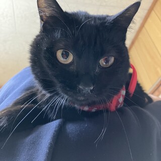 1歳くらいの黒猫さん