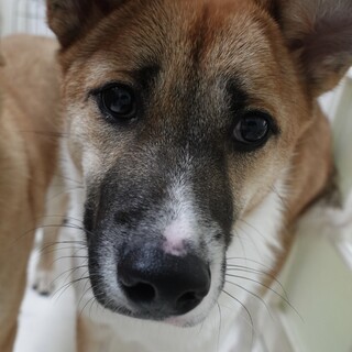 8ヶ月のかぼちゃくん★困り眉が可愛い♡