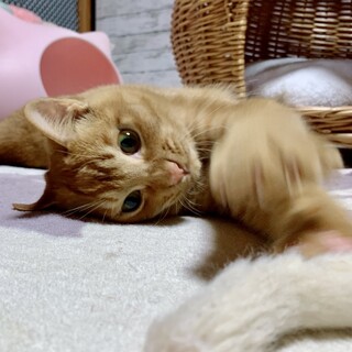 穏やか控えめ甘えん坊な男の子♡