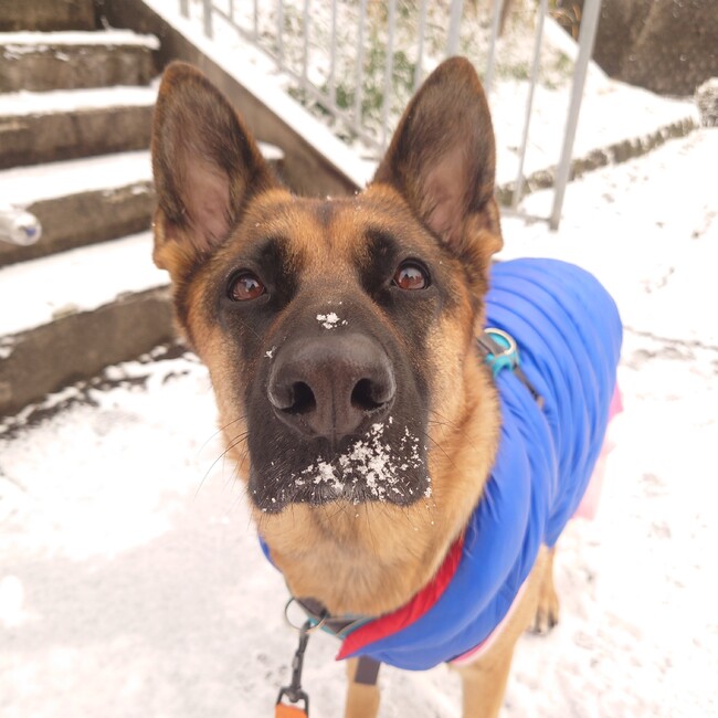 ぺちゃアメリーのカバー写真