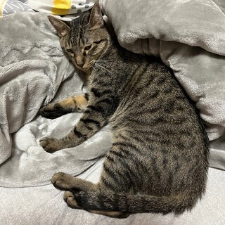 元気いっぱいシンバ君♪