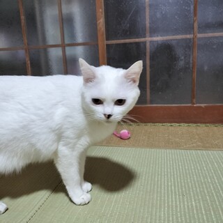 ツンデレ美白猫あいりちゃん♪