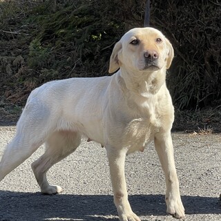 イエローラブの女の子