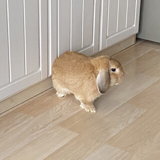 ポーランドロップイヤー里親募集(血統書付)