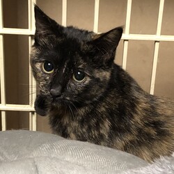 三重県桑名市2月12日(日)リトルパウエイド譲渡会