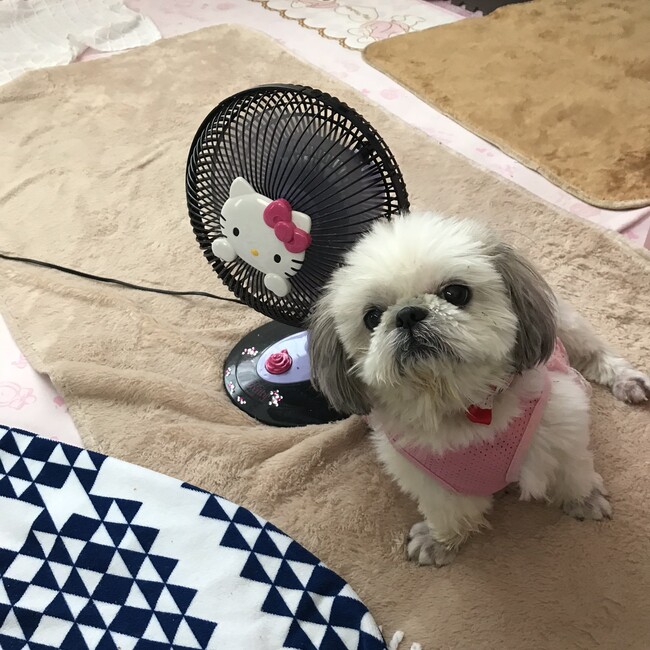 Yukidotのカバー写真