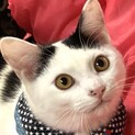 【タマスケ】おかげさまで里親様が決まりました。