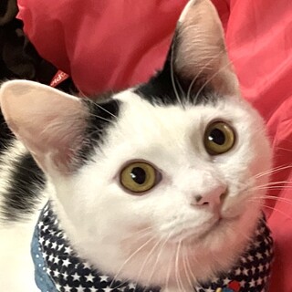 【タマスケ】おかげさまで里親様が決まりました。
