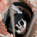 フクロモモンガの男の子 里親様を募集しております。