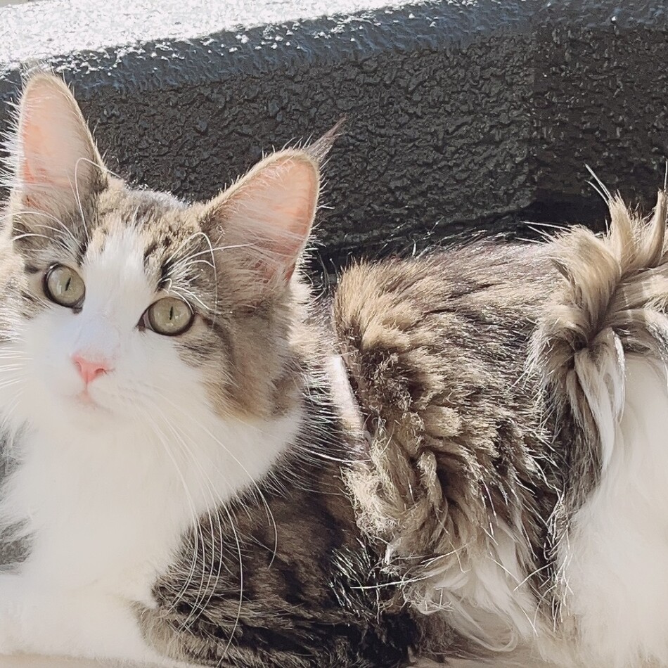 みるてのカバー写真