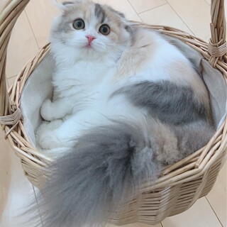 スコティッシュフォールド 1歳の女の子