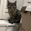 雑種仔猫の可愛い兄弟2匹♪