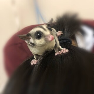 フクロモモンガ親子４匹 大切にしてくださる方