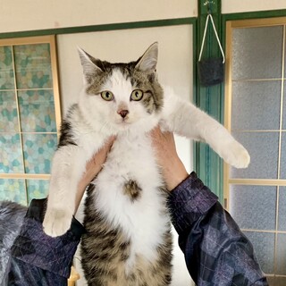 やんちゃな甘えん坊　テンテンくん